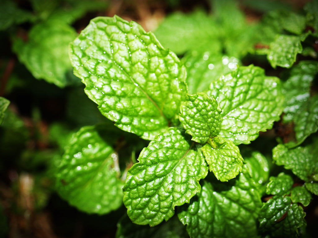 Uses and benefits of peppermint essential oil